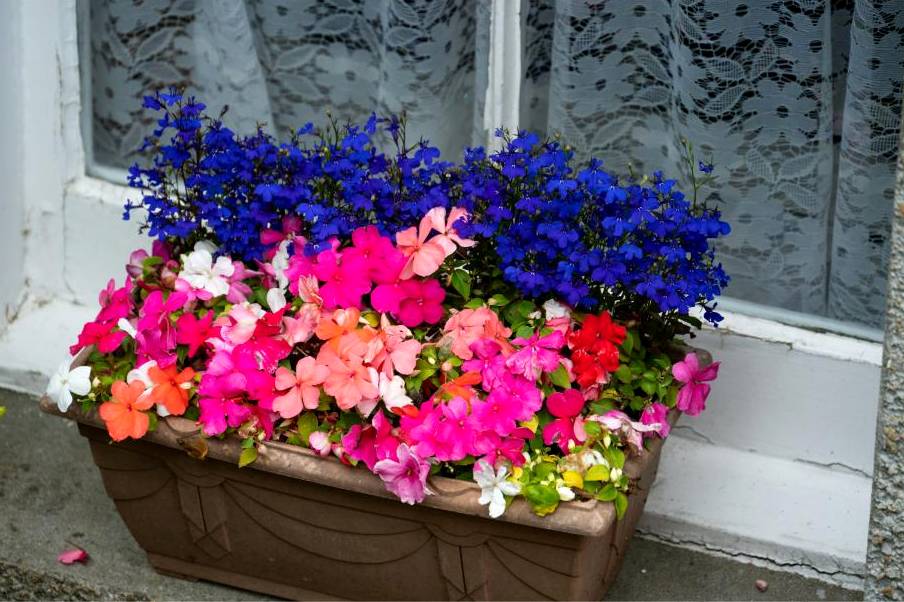 Seasonal flower guide