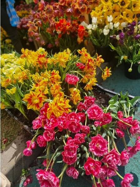 Floral stems